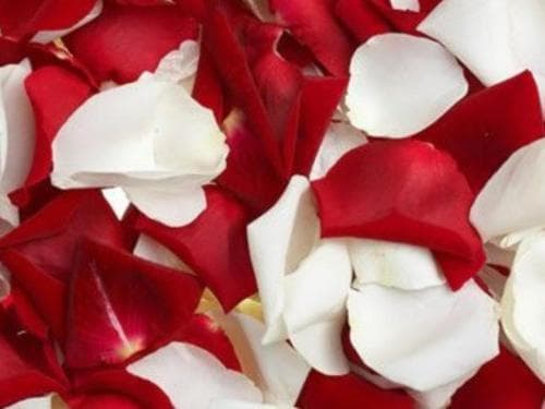 Rose Petals
