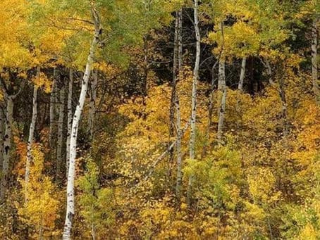 Summer Lake Adventures in Ogden: Pineview Reservoir & Mountain Trails